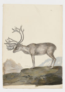 Drawing of a Reindeer from a 18th century specimen [modern geographical distribution: Canada, Alaska, Scandinavia, and Siberia. Attributed to Paillou, Peter, c.1720 – c.1790]