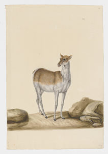 Drawing of a female Fallow Deer from a 18th century specimen [modern geographical distribution: Europe, the Middle East, Australia, and the Southeastern United States. Attributed to Paillou, Peter, c.1720 – c.1790]