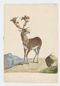 Drawing of a possible female Reindeer from a 18th century specimen [modern geographical distribution: Canada, Alaska, Scandinavia, and Siberia. Attributed to Paillou, Peter, c.1720 – c.1790]