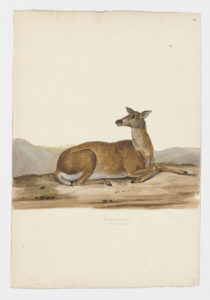 Drawing of a female Red Deer from a 18th century specimen [modern geographical distribution: the United States, Canada, Europe, New Zealand, Australia, and Asia. Attributed to Paillou, Peter, c.1720 – c.1790]