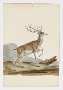 Drawing of a possible male Sika Deer from a 18th century specimen [Attributed to Paillou, Peter, c.1720 – c.1790]