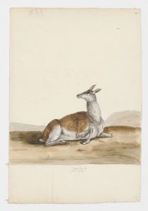 Drawing of a possible female Sika Deer from a 18th century specimen [Attributed to Paillou, Peter, c.1720 – c.1790]