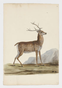 Drawing of a male Chital from a 18th century specimen [modern geographical distribution: India, Southeast Asia, Australia, Texas, and Argentina. Attributed to Paillou, Peter, c.1720 – c.1790]