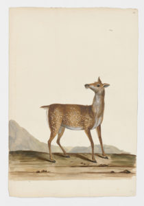 Drawing of a female Chital from a 18th century specimen [modern geographical distribution: India, Southeast Asia, Australia, Texas, and Argentina. Attributed to Paillou, Peter, c.1720 – c.1790]