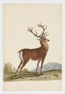 Drawing of a male Red Deer from a 18th century specimen [modern geographical distribution: the United States, Canada, Europe, New Zealand, Australia, and Asia. Attributed to Paillou, Peter, c.1720 – c.1790]
