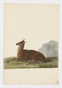 Drawing of a female Red Deer from a 18th century specimen [modern geographical distribution: the United States, Canada, Europe, New Zealand, Australia, and Asia. Attributed to Paillou, Peter, c.1720 – c.1790]