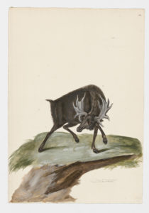 Drawing of a male Moose from a 18th century specimen [modern geographical distribution: North America and Northern Europe. Attributed to Paillou, Peter, c.1720 – c.1790]