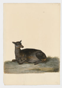 Drawing of a female Moose from a 18th century specimen [modern geographical distribution: North America and Northern Europe. Attributed to Paillou, Peter, c.1720 – c.1790]