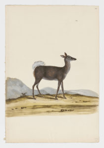 Drawing of a female White-tailed Deer from a 18th century specimen [modern geographical distribution: North America and Northern Europe. Attributed to Paillou, Peter, c.1720 – c.1790]