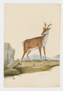 Drawing of a male Roe Deer from a 18th century specimen [modern geographical distribution: Europe and Central Asia. Attributed to Paillou, Peter, c.1720 – c.1790]