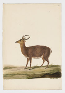 Drawing of a male Hog Deer from a 18th century specimen [modern geographical distribution: India, Southeast Asia, and Australia. Attributed to Paillou, Peter, c.1720 – c.1790]
