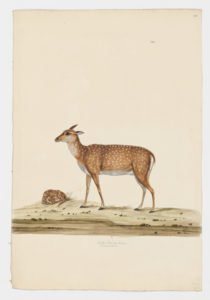 Drawing of a female and an immature Chital from 18th century specimens [modern geographical distribution: India, Southeast Asia, Australia, Texas, and Argentina. Attributed to Paillou, Peter, c.1720 – c.1790]