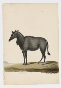 Drawing of a male Nilgai from a 18th century specimen [modern geographical distribution: India. Attributed to Paillou, Peter, c.1720 – c.1790]