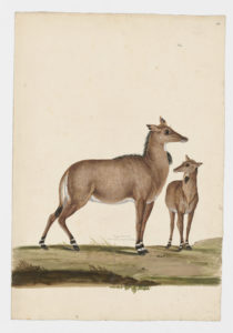 Drawing of a female and an immature Nilgai from 18th century specimens [modern geographical distribution: India. Attributed to Paillou, Peter, c.1720 – c.1790]