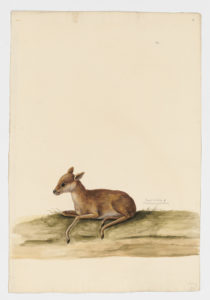 Drawing of a female Royal Antelope from a 18th century specimen [modern geographical distribution: West Africa. Attributed to Paillou, Peter, c.1720 – c.1790]