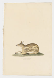 Drawing of an Indian Spotted Chevrotain from a 18th century specimen [modern geographical distribution: India and Sri Lanka. Attributed to Paillou, Peter, c.1720 – c.1790]