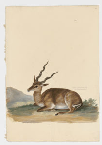 Drawing of a male Blackbuck from a 18th century specimen [modern geographical distribution: India, Argentina, and Texas. Attributed to Paillou, Peter, c.1720 – c.1790]