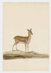 Drawing of a female Blackbuck from a 18th century specimen [modern geographical distribution: India, Argentina, and Texas. Attributed to Paillou, Peter, c.1720 – c.1790]