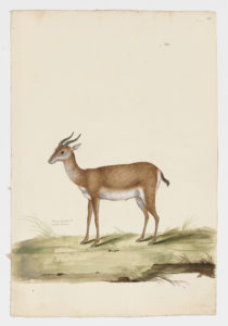 Drawing of a Dorcas Gazelle from a 18th century specimen [modern geographical distribution: North Africa, West Africa, and the Arabian Peninsula. Attributed to Paillou, Peter, c.1720 – c.1790]