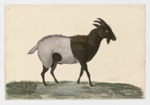 Drawing of a Wild Goat from a 18th century specimen [modern geographical distribution: worldwide. Attributed to Paillou, Peter, c.1720 – c.1790]