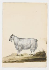Drawing of a male Domestic Goat from a 18th century specimen [modern geographical distribution: worldwide. Attributed to Paillou, Peter, c.1720 – c.1790]