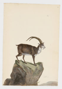 Drawing of a male Ibex from a 18th century specimen [modern geographical distribution: Southern Europe. Attributed to Paillou, Peter, c.1720 – c.1790]