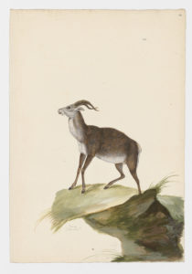 Drawing of an Ibex from a 18th century specimen [modern geographical distribution: Southern Europe. Attributed to Paillou, Peter, c.1720 – c.1790]