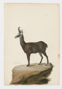 Drawing of an Alpine Chamois from a 18th century specimen [modern geographical distribution: Europe and New Zealand. Attributed to Paillou, Peter, c.1720 – c.1790]