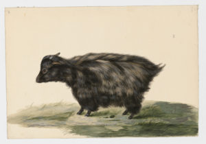 Drawing of a possible Himalayan Tahr from a 18th century specimen [Attributed to Paillou, Peter, c.1720 – c.1790]