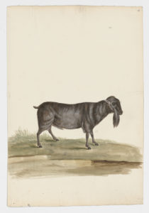 Drawing of a male Domestic Goat from a 18th century specimen [modern geographical distribution: worldwide. Attributed to Paillou, Peter, c.1720 – c.1790]