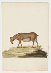 Drawing of a female Domestic Goat from a 18th century specimen [modern geographical distribution: worldwide. Attributed to Paillou, Peter, c.1720 – c.1790]
