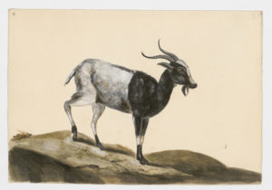 Drawing of a Domestic Goat from a 18th century specimen [modern geographical distribution: worldwide. Attributed to Paillou, Peter, c.1720 – c.1790]