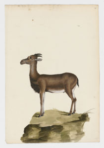 Drawing of an unknown animal from a 18th century specimen [Attributed to Paillou, Peter, c.1720 – c.1790]