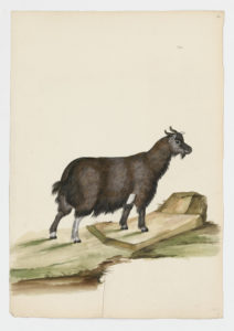 Drawing of a possible Domestic Goat from a 18th century specimen [Attributed to Paillou, Peter, c.1720 – c.1790]