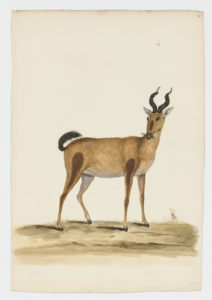 Drawing of a Hartebeast from a 18th century specimen [modern geographical distribution: Sub-Saharan Africa. Attributed to Paillou, Peter, c.1720 – c.1790]