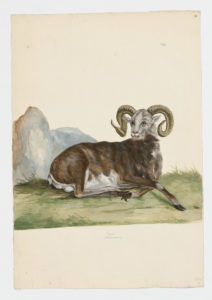 Drawing of an Argalis from a 18th century specimen [modern geographical distribution: Europe and Central Asia. Attributed to Paillou, Peter, c.1720 – c.1790]