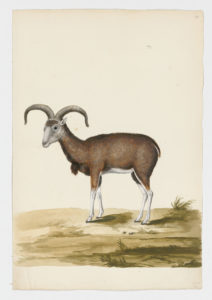 Drawing of a female Mouflon from a 18th century specimen [modern geographical distribution: Western Europe and Cyprus. Attributed to Paillou, Peter, c.1720 – c.1790]