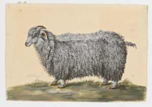 Drawing of a female Angora Domestic Goat from a 18th century specimen [modern geographical distribution: worldwide. Attributed to Paillou, Peter, c.1720 – c.1790]