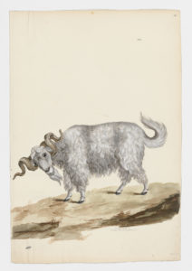 Drawing of a male Angora Domestic Goat from a 18th century specimen [modern geographical distribution: worldwide. Attributed to Paillou, Peter, c.1720 – c.1790]