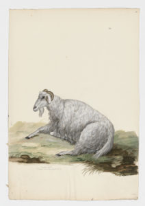 Drawing of a male Angora Domestic Goat from a 18th century specimen [modern geographical distribution: worldwide. Attributed to Paillou, Peter, c.1720 – c.1790]