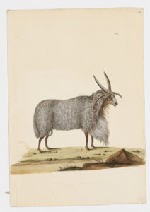 Drawing of a male Jacob Domestic Sheep from a 18th century specimen [modern geographical distribution: worldwide. Attributed to Paillou, Peter, c.1720 – c.1790]