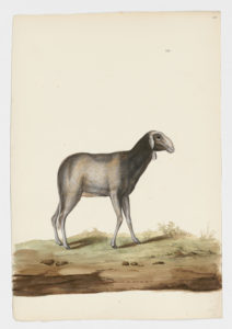 Drawing of a Domestic Sheep from a 18th century specimen [modern geographical distribution: worldwide. Attributed to Paillou, Peter, c.1720 – c.1790]