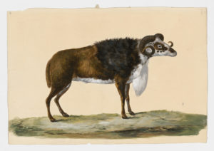 Drawing of a male Domestic Sheep from a 18th century specimen [modern geographical distribution: worldwide. Attributed to Paillou, Peter, c.1720 – c.1790]