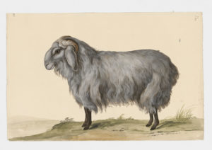 Drawing of a male Criollo Domestic Sheep from a 18th century specimen [modern geographical distribution: worldwide. Attributed to Paillou, Peter, c.1720 – c.1790]