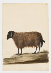 Drawing of a female Criollo Domestic Sheep from a 18th century specimen [modern geographical distribution: worldwide. Attributed to Paillou, Peter, c.1720 – c.1790]