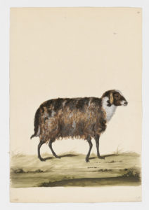 Drawing of a Broad Fat-Tailed Domestic Sheep from a 18th century specimen [modern geographical distribution: worldwide. Attributed to Paillou, Peter, c.1720 – c.1790]