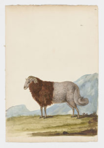 Drawing of a male Long Fat-Tailed Domestic Sheep from a 18th century specimen [modern geographical distribution: worldwide. Attributed to Paillou, Peter, c.1720 – c.1790]