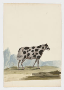 Drawing of a female Long Fat-Tailed Domestic Sheep from a 18th century specimen [modern geographical distribution: worldwide. Attributed to Paillou, Peter, c.1720 – c.1790]