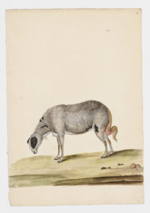Drawing of a female Long Fat-Tailed Domestic Sheep from a 18th century specimen [modern geographical distribution: worldwide. Attributed to Paillou, Peter, c.1720 – c.1790]