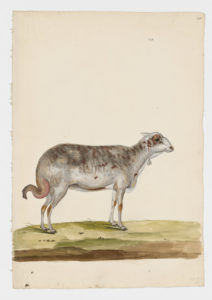 Drawing of a female Broad Fat-Tailed Domestic Sheep from a 18th century specimen [modern geographical distribution: worldwide. Attributed to Paillou, Peter, c.1720 – c.1790]